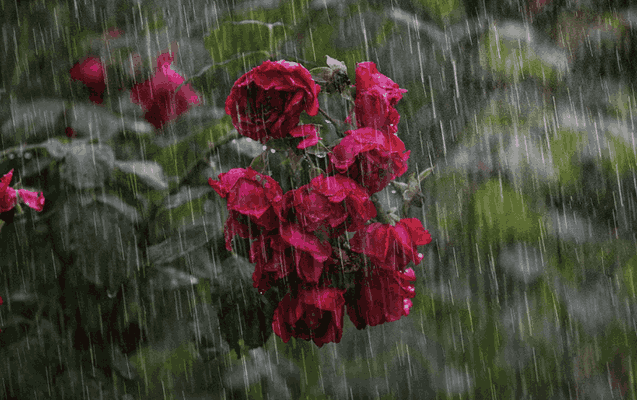 Завтра в Азербайджане местами ожидаются ливни