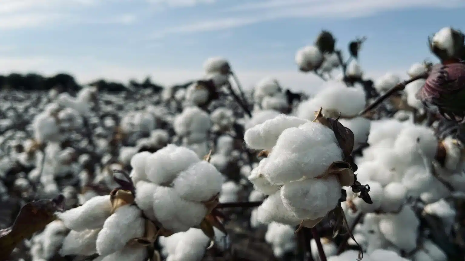 Better Cotton отметила успехи хлопковой программы в Узбекистане